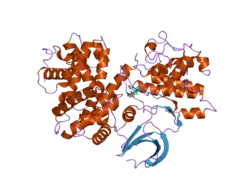 2jgz: CRYSTAL STRUCTURE OF PHOSPHO-CDK2 IN COMPLEX WITH CYCLIN B