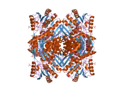 2o2p: Crystal structure of the C-terminal domain of rat 10'formyltetrahydrofolate dehydrogenase