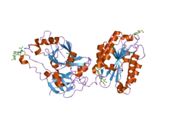 2odq: Complement component C2a, the catalytic fragment of C3- and C5-convertase of human complement