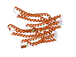 2oex: Structure of ALIX/AIP1 V Domain