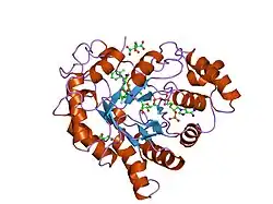 2pf8: Complex of Aldose Reductase with NADP+ and simultaneously bound competitive inhibitors Fidarestat and IDD594. Concentration of Fidarestat in soaking solution is equal to concentration of IDD594.