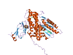 2q8i: Pyruvate dehydrogenase kinase isoform 3 in complex with antitumor drug radicicol