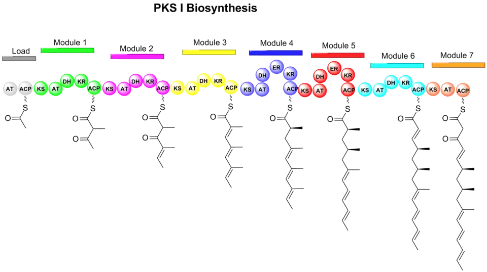 Figure 1. Formation of linear polyketide