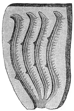 Bronze saw mold, Sweden.