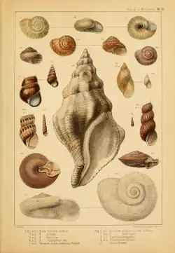 Molluscs from the voyage, from Forbes (1850)
