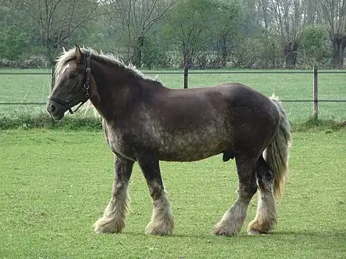 darker colored horse standing in a field
