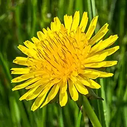 A yellow dandelion "flower", really a group of small flowers or florets. In the centre, the florets are clustered and extend upwards. On the outside they consist of just a single petal, creating the flower-like appearance.