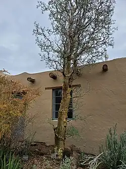 Pachycormus discolor (elephant tree)