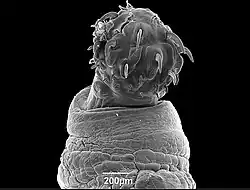 Black and white image of the proboscis of P. lenti