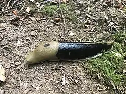 A Pacific banana slug whose tail appears to be nearly entirely black.