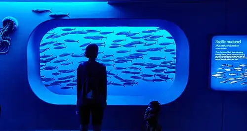 A visitor stands in front of a school of Pacific mackerel that are swimming by an aquarium window with a faint blue light