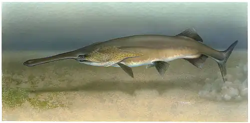 The paddlefish has a rostrum packed with electroreceptors.