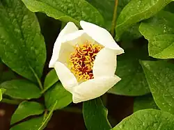 Paeonia daurica subsp. tomentosa