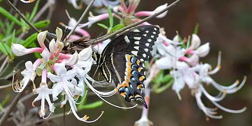 A Palamedes Swallowtail (Papilio palamedes) on a hoary azalea (Rhododendron canescens) Angelina NF.
