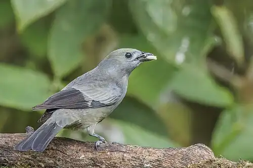 T. p. violilavata, Ecuador