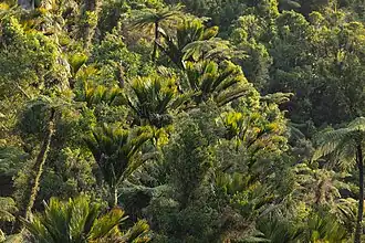 Dense forest of nikau and ferns