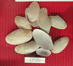 Paratapes undulatus, museum specimen