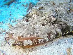 Papilloculiceps longiceps