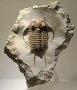 "Paraceraurus exsul", Middle Ordovician, St. Petersburg region, Russia