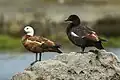 Paradise shelduck