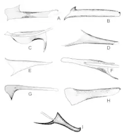 Image 23Variety of male structures in Phlebotominae (Diptera, Psychodidae) (from Insect reproductive system)