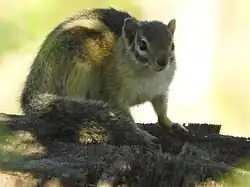 Gray squirrel