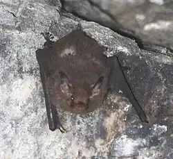 Brown bat