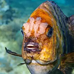 Showing bony knobs above the eyes