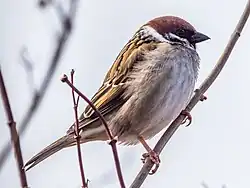 Eurasian tree sparrow, Vaxholm, Stockholm