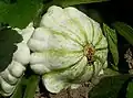 Whitish round squash