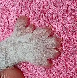 Preaxial polydactyly: Maine Coon cat, Hemingway mutant, right forefoot
