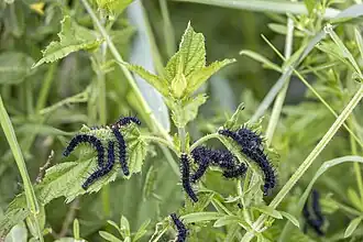 caterpillars feeding on nettle