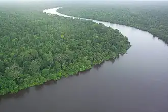 Photograph showing dense peat swamp forest vegetation in Borneo, with trees rising from wetland areas.