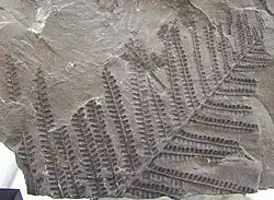 Pecopteris arborescens