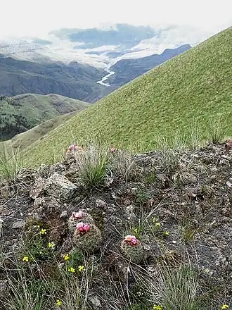 Growing near the Salmon River in Idaho