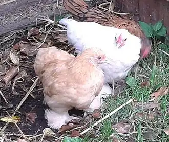 Buff pullet and white cockerel