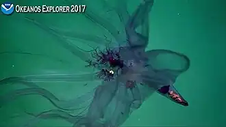 Closer view from same 2017 NOAA Okeanos Explorer observation