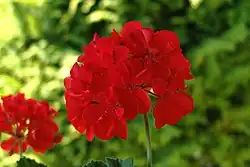 Cultivated Pelargonium umbels