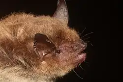Brown bat