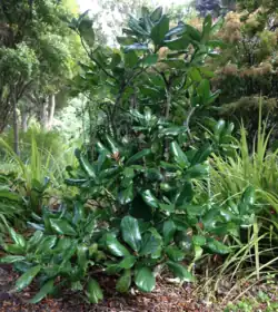 Medium-sized tree with large dark and glossy leaves