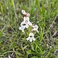 Flowers of Penstemon albidus