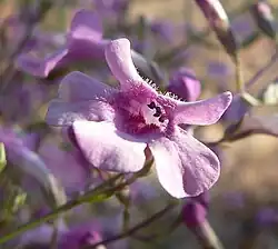 Flowers of Penstemon ambiguus