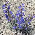Flowers of Penstemon arenicola