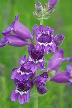 Several large funnel shaped purple flowers with touches of white around the flower openings