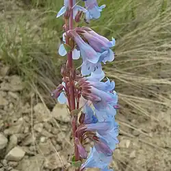 Penstemon harringtonii