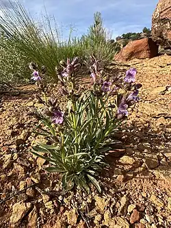 A short flowering plant with green leaves and purple flowersgrowing on a bare reddish soil