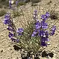 Flowers of Penstemon scariosus