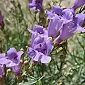 Flowers of Penstemon sepalulus
