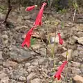 Flowers of Penstemon wislizeni