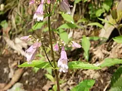 Part of an inflorescence with pink and white tubular flowers at the ends of thin branched stemlets